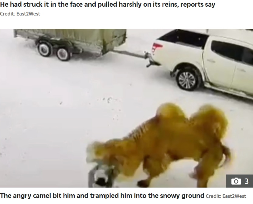 ラクダに押し倒される男（画像は『The Sun　2023年1月23日付「CAMEL HORROR Furious camel bites and tramples to death handler who ‘struck beast in the face’ at kids’ holiday camp」（Credit: East2West）』のスクリーンショット）