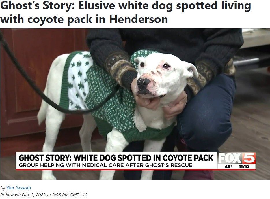 抱っこされたり撫でられるのが大好きだというゴースト（画像は『Fox 5 Vegas　2023年2月3日付「Ghost’s Story: Elusive white dog spotted living with coyote pack in Henderson」』のスクリーンショット）
