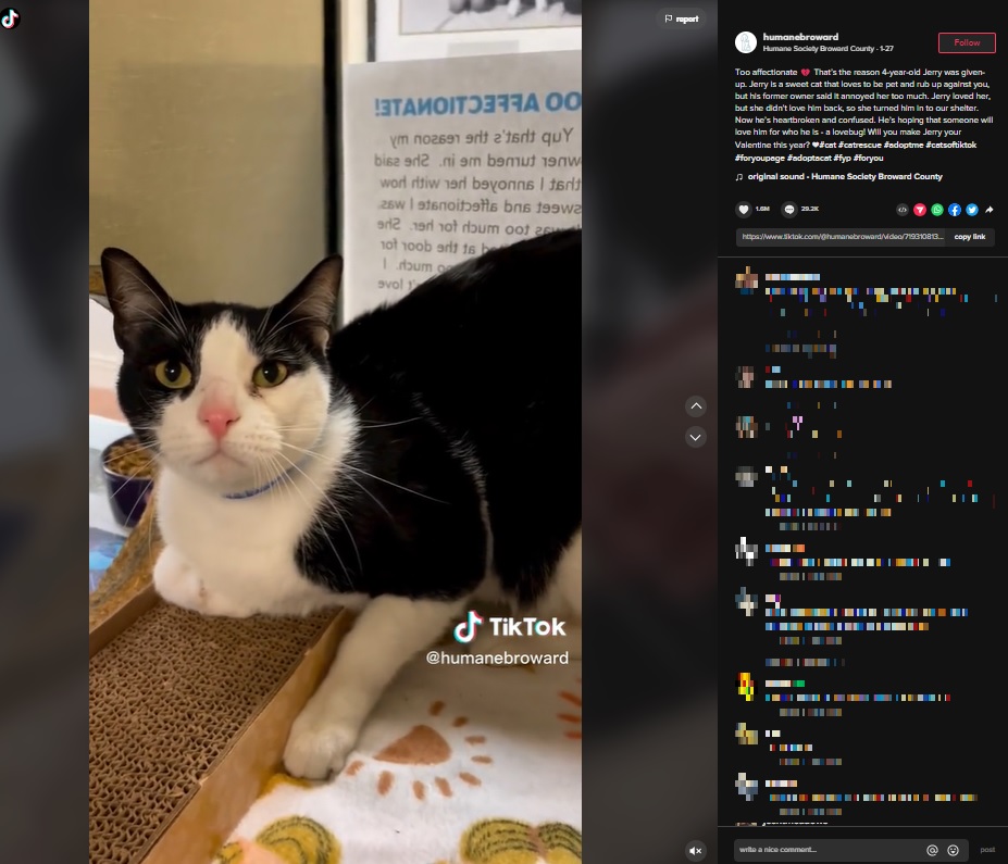 飼い主に捨てられて保護施設にやって来た猫（画像は『Humane Society Broward County　2023年1月26日付TikTok「Too affectionate」』のスクリーンショット）