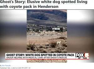 昨年7月に初めて目撃情報が寄せられる（画像は『Fox 5 Vegas　2023年2月3日付「Ghost’s Story: Elusive white dog spotted living with coyote pack in Henderson」』のスクリーンショット）