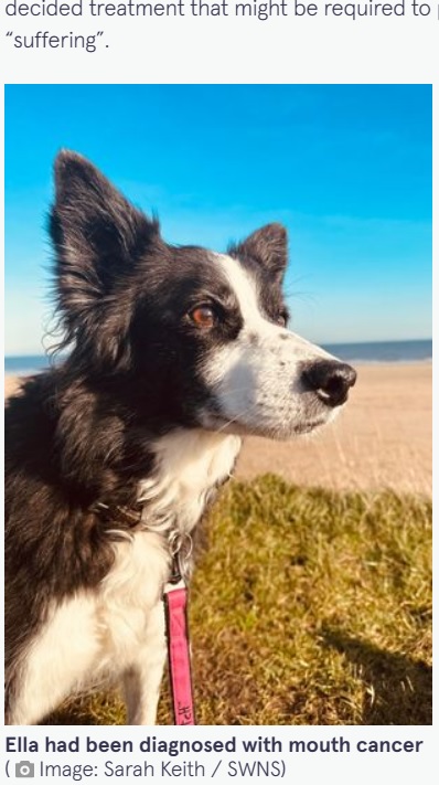 息を引き取る数時間前に思う存分遊んだ犬（画像は『The Mirror　2023年2月7日付「Dog owner in tears after huge turnout for border collie’s last ever walk on beach」（Image: Sarah Keith / SWNS）』のスクリーンショット）