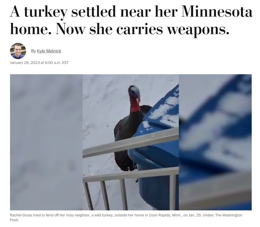 住宅地をうろつく七面鳥（画像は『The Washington Post　2023年1月26日付「A turkey settled near her Minnesota home. Now she carries weapons.」（Video: The Washington Post）』のスクリーンショット