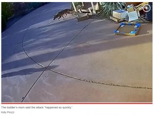 民間の玄関先にどこからともなく現れたコヨーテ、1歳男児に狙いを定めて襲いかかる。専門家によるとコヨーテは人間が違法に餌を与えていたせいで人間を恐れないのではないかとみている（画像は『New York Post　2023年3月26日付「Coyote attacks 2 toddlers in separate incidents in Arizona: report」（Kelly Pirozzi）』のスクリーンショット）