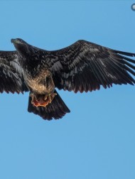 【海外発！Breaking News】ワシの狩りの瞬間を捉えた写真家　かぎ爪で掴まれたものに「なんてアメリカン！」と笑いの声（米）