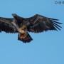 【海外発！Breaking News】ワシの狩りの瞬間を捉えた写真家　かぎ爪で掴まれたものに「なんてアメリカン！」と笑いの声（米）