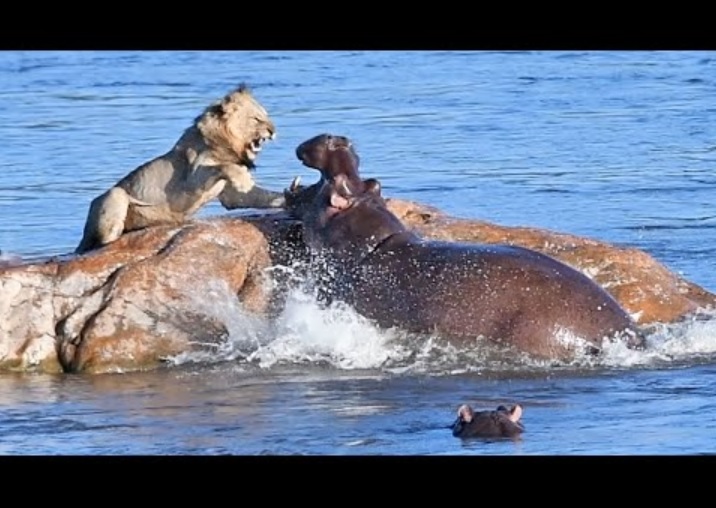 南アフリカのクルーガー国立公園を流れるクロコダイル川で捉えられた珍しい光景。縄張りに侵入された巨大なカバが大口を開け、ライオンに牙をむいた！（画像は『Leo Vantage Safari Sightings　2023年3月14日公開YouTube「Male Lion Trapped on Rock Attacked by Hippo」』のサムネイル）
