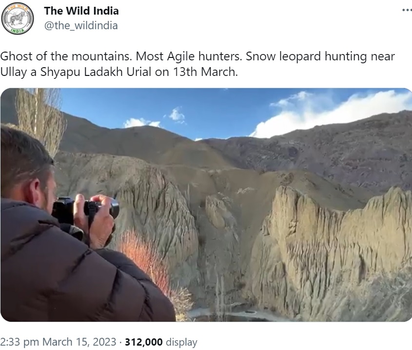 急斜面で狩りをするユキヒョウを捉える男性（画像は『The Wild India　2023年3月15日付Twitter「Ghost of the mountains.」』のスクリーンショット）