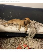 【海外発！Breaking News】1時間の留守中にソファーが裂かれ家中羽毛だらけに！　「私がやりました」という犬の表情に爆笑（英）