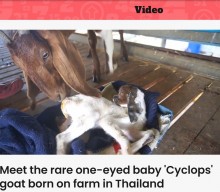 【海外発！Breaking News】顎がしゃくれた単眼症のヤギ誕生も「鼻がなく喘いでいる」と農場主（タイ）＜動画あり＞