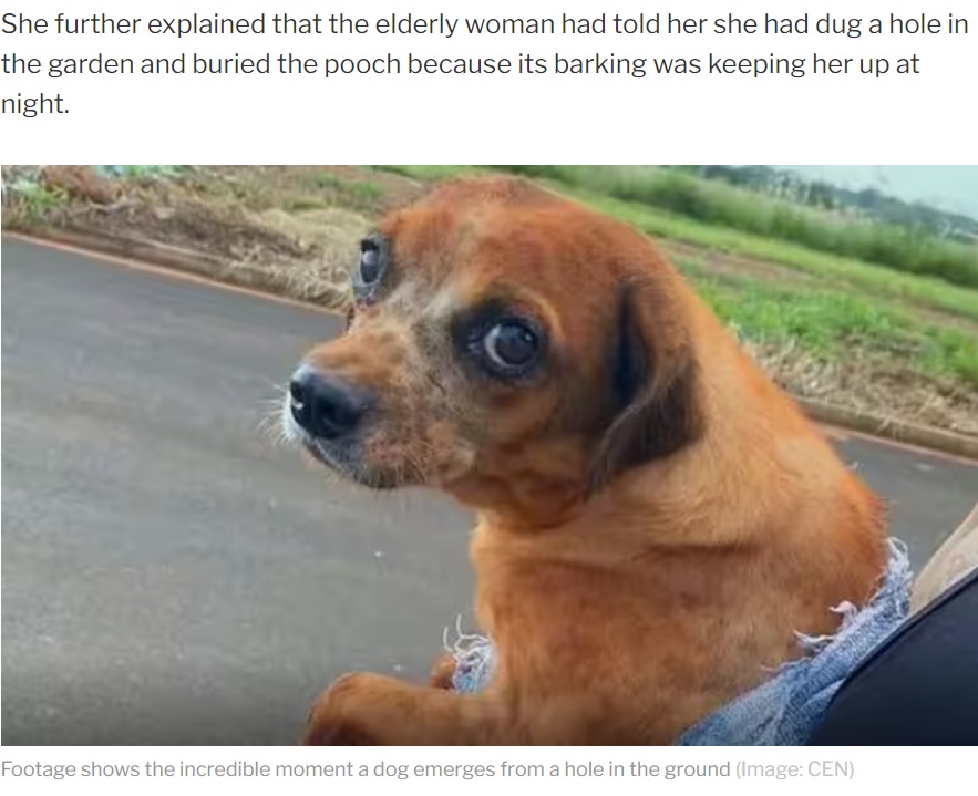 「鳴き声がうるさい」と生き埋めにされた犬（画像は『Daily Express　2023年3月9日付「Woman, 82, buries neighbour's dog alive after its barking kept her up at night」（Image: CEN）』のスクリーンショット）