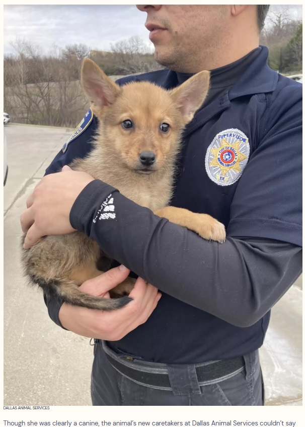 パトロール中だった警察官は、ゴミ箱の近くを1匹だけでうろつく子犬を発見した。つぶらな目をした可愛らしい姿だったが、コヨーテの可能性が捨てきれなかった（画像は『The Dodo　2023年3月18日付「DNA Test Reveals The True Identity Of ‘Mystery Animal’ Rescued By Police」（DALLAS ANIMAL SERVICES）』のスクリーンショット）