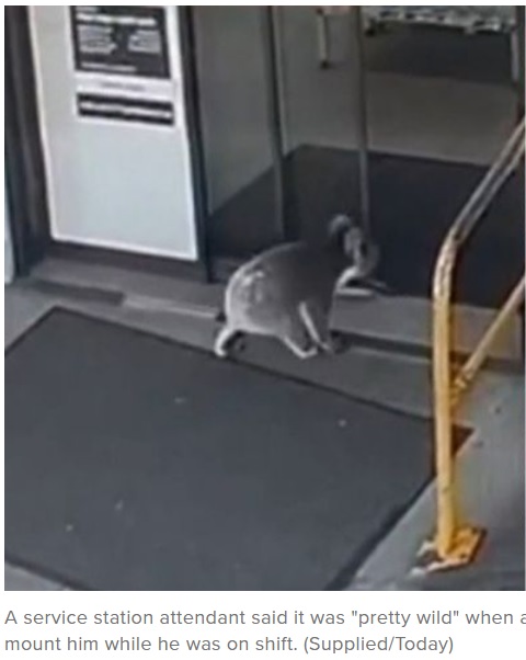 店舗入り口の自動ドアを通って入店するコアラ（画像は『9Now　2023年3月5日付「Koala’s surprise visit to Adelaide service station」（Supplied/Today）』のスクリーンショット）