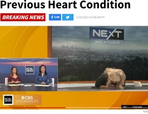 テーブルに顔を伏せるアリッサさん（画像は『TMZ　2023年3月18日付「CBS L.A.’S KCAL NEWS　METEOROLOGIST FAINTS ON LIVE TV …（KCAL）」』のスクリーンショット）