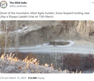 ウリアルを仕留めた直後のユキヒョウ（画像は『The Wild India　2023年3月15日付Twitter「Ghost of the mountains.」』のスクリーンショット）