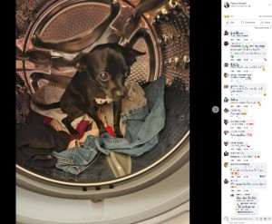 【海外発！Breaking News】“親友”を亡くした犬、ひとりぼっちになり飼い主の匂いがする洗濯機に潜り込む