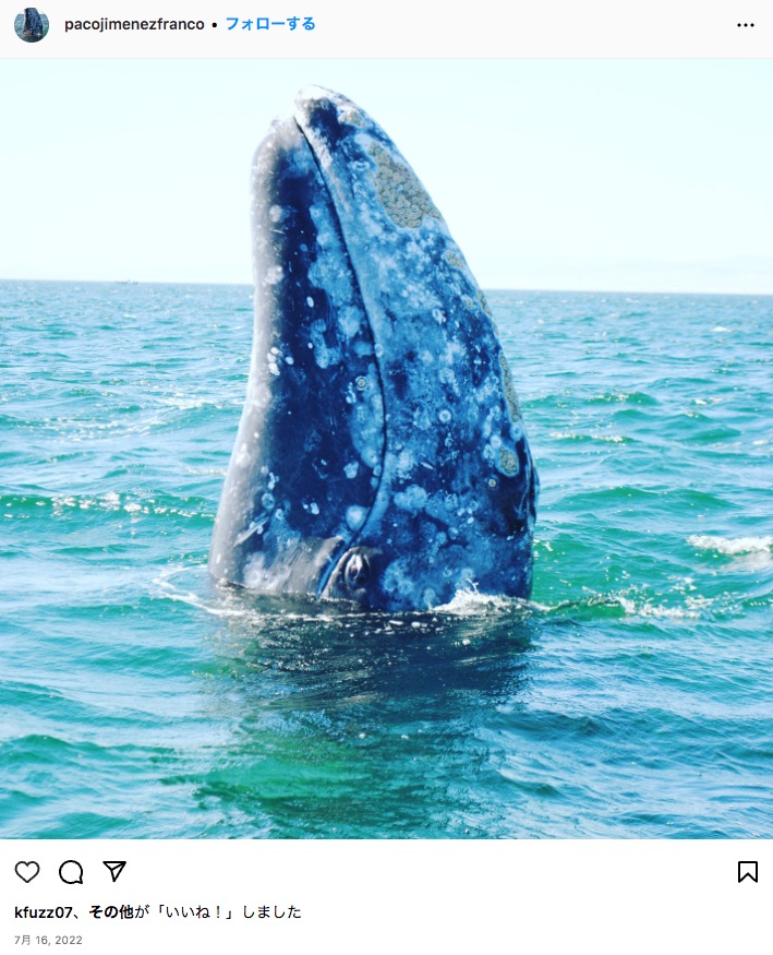 メキシコの沖合に現れたクジラ。頭についたクジラジラミを取り除いて貰うためにホエールウォッチング・ツアーのボートに近づく。ボートに乗ったツアー客は大喜びだったという（画像は『Paco Jimenez Franco　2022年7月16日付Instagram』のスクリーンショット）