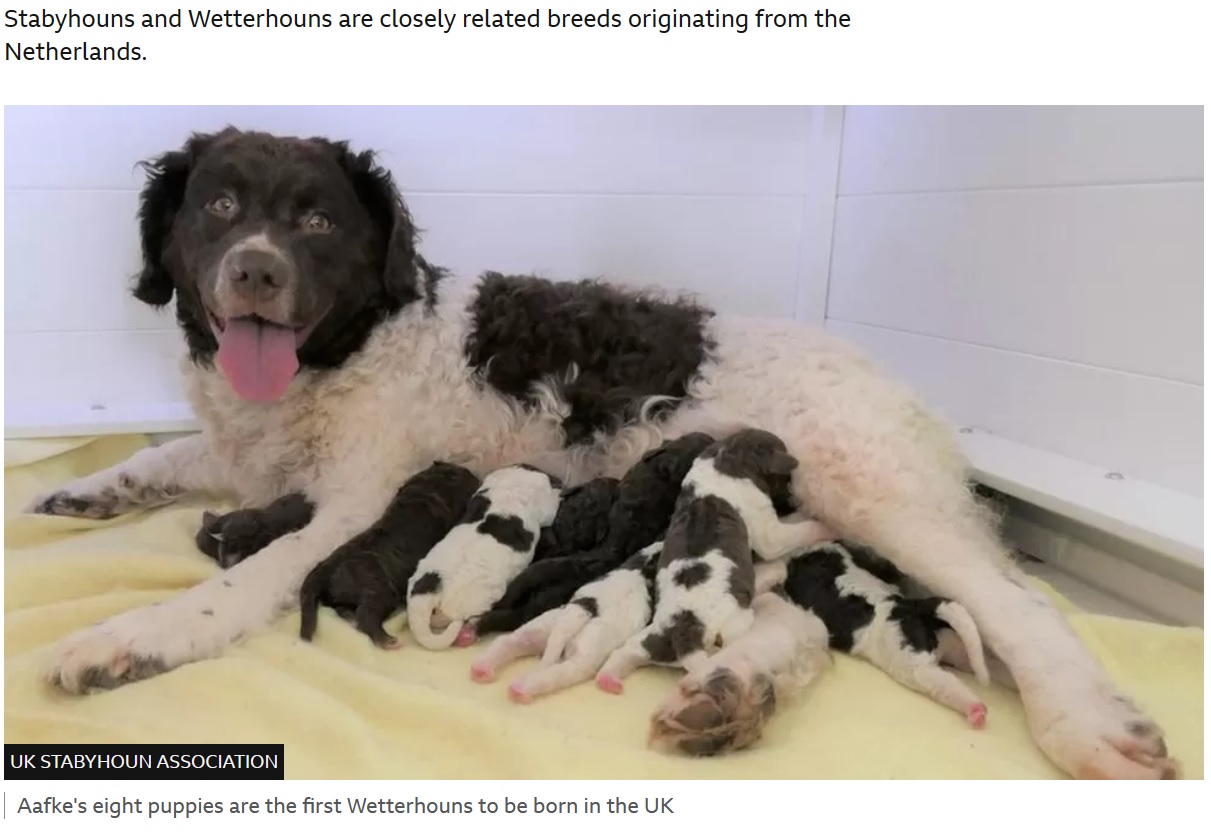 イギリスでわずか4匹しかいない、非常に珍しい犬種「ヴェッターフーン」。そのうちの1匹が8匹の仔犬を産み、イギリス国内の個体数は12匹になったそうだ（画像は『BBC　2023年4月12日付「Rare Wetterhoun puppies born in Dorchester in UK first」（UK STABYHOUN ASSOCIATION）』のスクリーンショット）