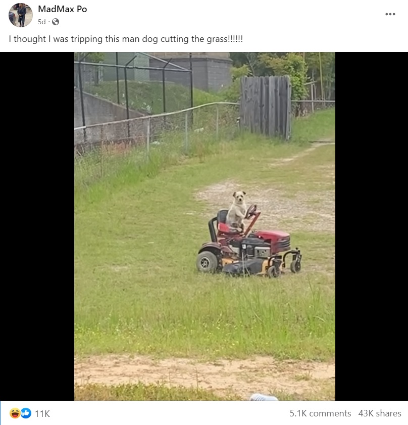 米ジョージア州オーガスタに住む男性はドライブ中、犬が乗用芝刈機を運転していることに気付いて驚愕。カメラを回し、Facebookに投稿したところ大きな反響があった（画像は『MadMax Po　2023年4月16日付Facebook「I thought I was tripping this man dog cutting the grass!!!!!!」』のスクリーンショット）