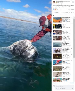コククジラを「ポンポン」と手で軽く叩く船長のパコさん。クジラとパコさんの交流には「素晴らしい」といった称賛の声や「助けを求める方法まで知っているんだね」とクジラの知能の高さに驚くコメントも届く（画像は『Jerome Evangelio　2023年3月17日付Facebook「The trust between the grey whales and boat captains at the calving lagoon of Ojo de Liebre in Guerre...」』のスクリーンショット）
