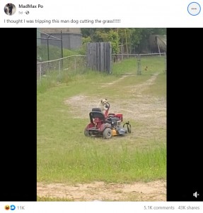 乗用芝刈機の座席に座り、前足をハンドルに載せて芝を刈る中型犬。車を停めて撮影するプロさんが気になるのか、じっと車の方向を見つめる姿も見られ「アイコンタクトを取っている」といったコメントも寄せられた（画像は『MadMax Po　2023年4月16日付Facebook「I thought I was tripping this man dog cutting the grass!!!!!!」』のスクリーンショット）
