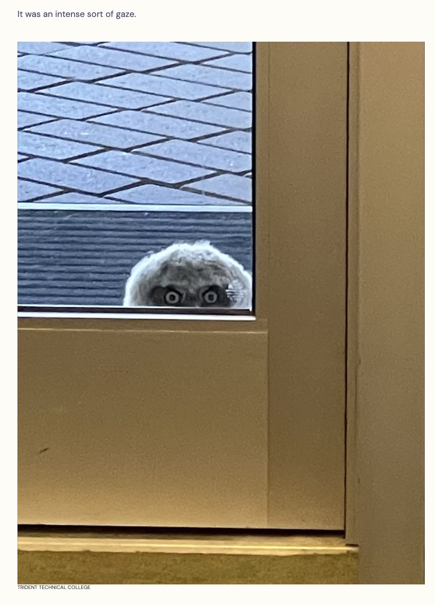 アメリカのある専門学校の職員が校内で用事を済ませようとしていた最中、窓の外から鋭い視線を感じた。じっと男性を見つめるその視線の主は野生のフクロウのヒナだった。ヒナは巣から落ちて助けを求めているように見えたという（画像は『The Dodo　2023年4月21日付「School Staff Look Out Window And Realize They're Being Watched」（TRIDENT TECHNICAL COLLEGE）』のスクリーンショット）