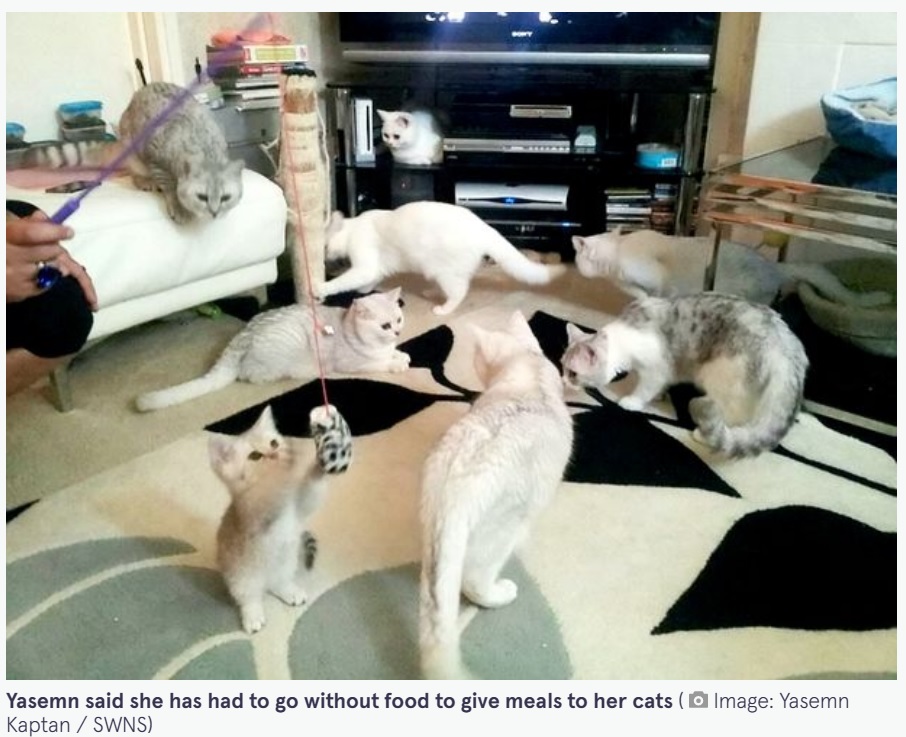 約17年間も一緒に過ごしてきた猫たちはヤセムンさんにとって家族も同然。いくら家計を圧迫しようとも、簡単に手放すことはできない大きな存在だ（画像は『The Mirror　2023年3月16日付「Woman who lost job says she has one meal a WEEK so she can still feed her six cats」（Image: Yasemn Kaptan / SWNS）』のスクリーンショット）