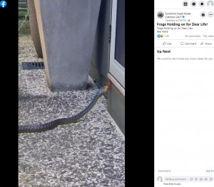 「勝手口にヘビがはまって動けなくなっている」との連絡を受け、スチュワートさんが一軒家に駆けつけると大きなミナミオオガシラがカエルをくわえているのが目に飛び込んできた（画像は『Sunshine Coast Snake Catchers 24/7　2023年4月21日付Facebook「Frogs Holding on for Dear Life!」』のスクリーンショット）