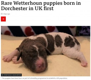 世界でも約1000匹しかいないヴェッターフーン。英ドーセット州にいるアフカとオランダのヘルダーラント州にいるジャッピーが結ばれて8匹が誕生。仔犬には可愛い巻き毛が確認できる（画像は『BBC　2023年4月12日付「Rare Wetterhoun puppies born in Dorchester in UK first」（UK STABYHOUN ASSOCIATION）』のスクリーンショット）