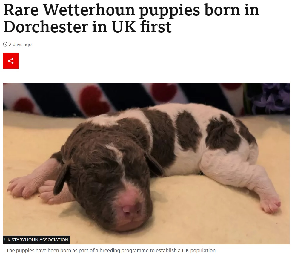 世界でも約1000匹しかいないヴェッターフーン。英ドーセット州にいるアフカとオランダのヘルダーラント州にいるジャッピーが結ばれて8匹が誕生。仔犬には可愛い巻き毛が確認できる（画像は『BBC　2023年4月12日付「Rare Wetterhoun puppies born in Dorchester in UK first」（UK STABYHOUN ASSOCIATION）』のスクリーンショット）