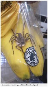 バナナはドミニカ共和国からイギリスに輸入されたもので、スーパーの厳重な混入チェックをすり抜けて陳列されてしまった。クモのお腹には卵の入った白い袋も確認された（画像は『Metro　2023年4月13日付「Shopper finds world’s largest venomous spider with egg sac in Tesco bananas」（Picture: Caters News Agency）』のスクリーンショット）