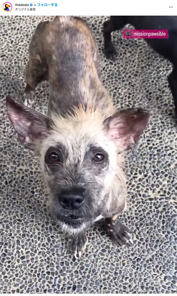2020年夏にインドネシアのバリ島で保護された犬。皮膚に問題を抱えており、頭と背中にだけ被毛が生えていてハイエナのように見えたそうだ（画像は『The Dodo　2022年5月20日付Instagram「You’ll never guess what this stray pup rescued by ＠missionpawsible looks like now」』のスクリーンショット）