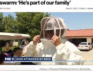 YouTube動画2本を参考にハチの駆除の方法を学んだというトミーさん。防護服を着て駆除を試みたが、ハチの数と巣の大きさに圧倒されてしまう（画像は『New York Post　2023年5月22日付「‘Lovable’ dog stung 700 times by bee swarm: ‘He’s part of our family’」』のスクリーンショット）