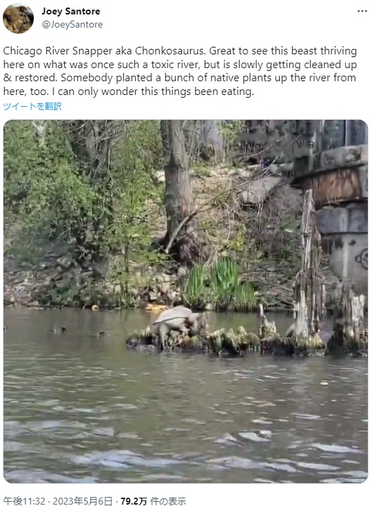 米シカゴ川で友人とカヤックをしていた男性がカミツキガメを発見。動画を撮影しカメラでズームしてみると、その立派な体格に驚いたそうだ（画像は『Joey Santore　2023年5月6日付Twitter「Chicago River Snapper aka Chonkosaurus.」』のスクリーンショット）