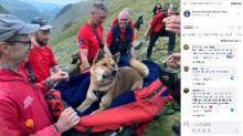【海外発！Breaking News】登山中に疲れ果てて動かなくなった秋田犬　担架に乗せ、13人掛かりで救助（英）