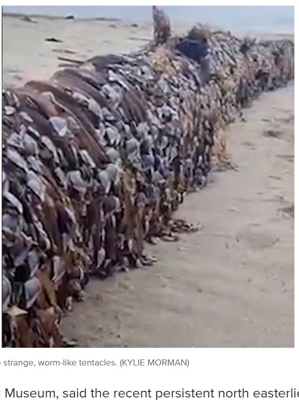 ニュージーランドの浜辺に打ち上がった謎の流木。表面にはびっしりと貝のような生物が張り付いており、目撃者らは「エイリアンのよう」と気味悪がっていた（画像は『9News　2023年5月9日付「‘Alien’ log covered in strange creatures washes up on New Zealand beach」（KYLIE MORMAN）』のスクリーンショット）
