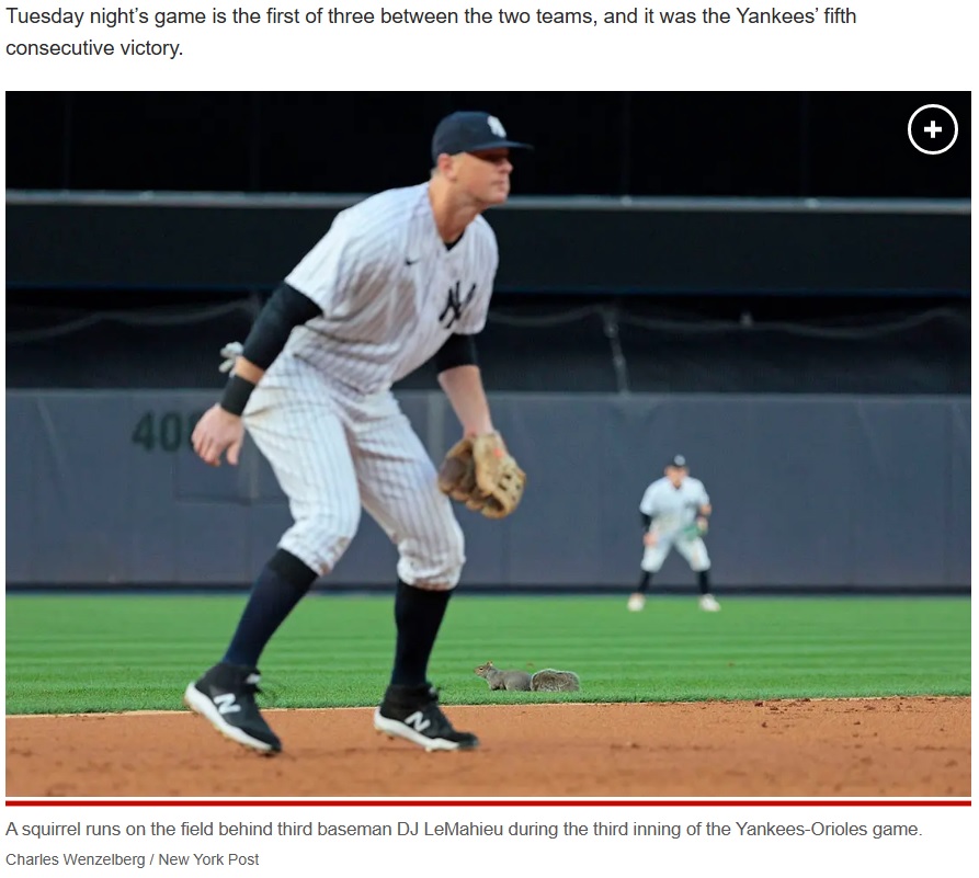 MLBの試合中、リスがヤンキー・スタジアムに迷い込むハプニングが発生。ブルペンに現れたリスが、観客席の方へ移動して走る瞬間をカメラが捉えていた（画像は『New York Post　2023年5月23日付「Yankees fans stunned by squirrel during game vs. Orioles」（Charles Wenzelberg / New York Post）』のスクリーンショット）