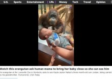 【海外発！Breaking News】赤ちゃんを見たオランウータン、「こっち来て！」と催促しガラス越しのキス（米）＜動画あり＞
