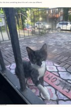 【海外発！Breaking News】可愛がっていた“特別”な野良猫、玄関先に赤ちゃんを1匹ずつ運んでくる（米）＜動画あり＞