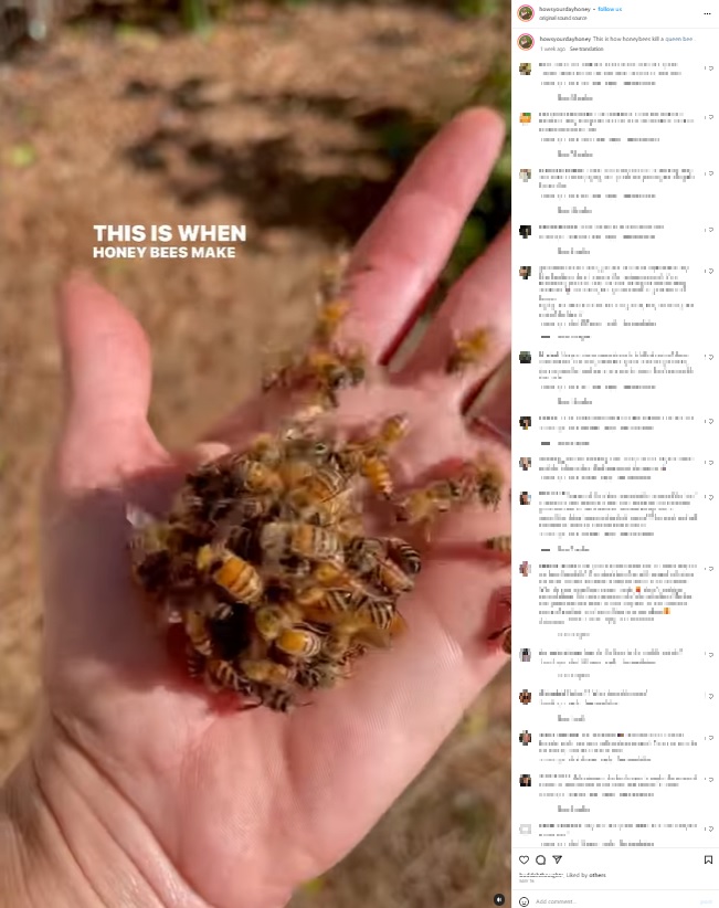 養蜂家が手に取った蜂球。巣の存続の危機を感じたミツバチは、女王蜂を球状に取り囲み、翅を振るわせるなどして窒息させることがあるという（画像は『Elisha Bixler Lover of Bees　2023年5月16日付Instagram「This is how honeybees kill a queen bee.」』のスクリーンショット）
