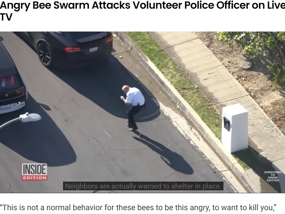今月15日、ロサンゼルス市警察（LAPD）のボランティア警官の男性がハチの群れに襲われた。当時の様子は地元ニュースメディアが生中継し衝撃が広がった（画像は『Rare　2023年5月17日付「Police Officer Faints on Live TV After Being Attacked by Swarm of Hundreds of Bees」』のスクリーンショット）