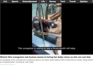 祖母に抱っこされていた小さなジョーダン君を見つけたアンバーは、ガラス窓を左手でトントン叩き、「赤ちゃんを見せて～」と催促した（画像は『USA TODAY　2023年5月23日付「Orangutan at Kentucky zoo asks to see 3-month-old visitor: Watch what happens next」』のスクリーンショット）