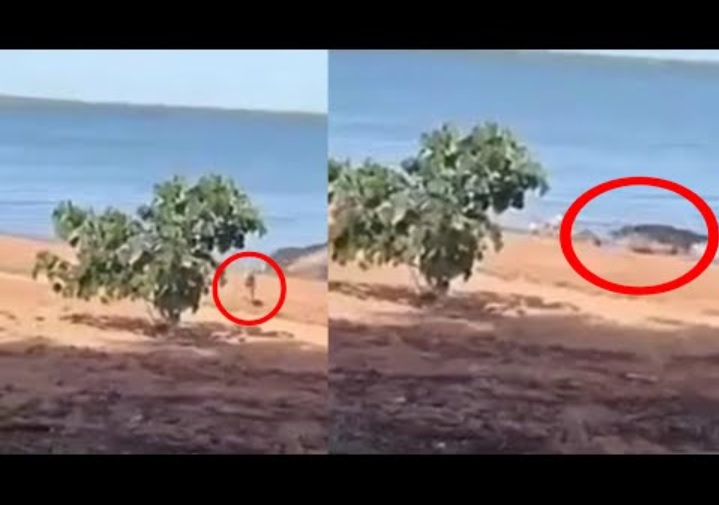 オーストラリア北東部クイーンズランド州で4月28日、砂浜でまったりとくつろいでいた仔犬が巨大なワニに背後から襲われた。当時の様子はカメラが捉えており、SNSに投稿されて拡散した（画像は『Mr Trendiest　2023年4月29日公開 YouTube「Unbelievable Saltwater Crocodile Caught on Camera Stealing Pet Dog from Beach」』のサムネイル）