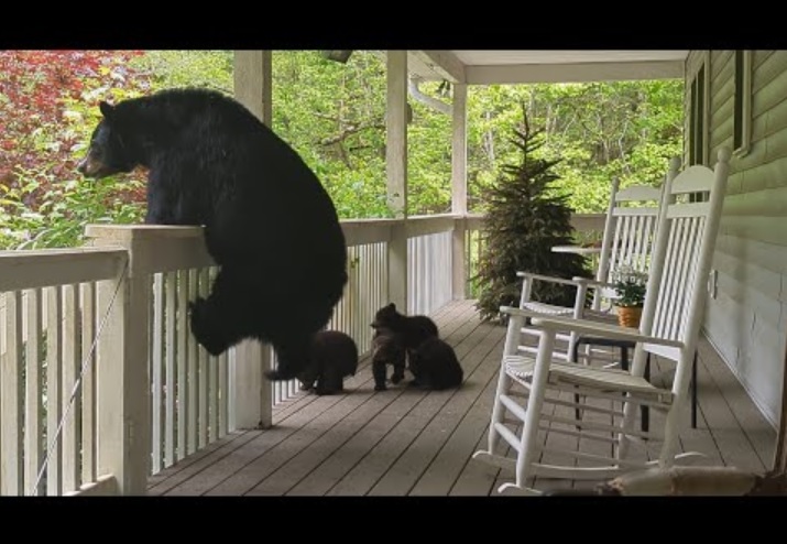 米ノースカロライナ州アシュビルにあるパトリックさん宅のウッドデッキにやってきた母グマ“シモーヌ”と4頭の子。シモーヌは2017年に誕生し、今回の出産は2回目になる（画像は『Patrick Conley　2023年4月30日公開 YouTube「Bear Simone and Her Four （!!!!） Cubs - First Visit」』のサムネイル）