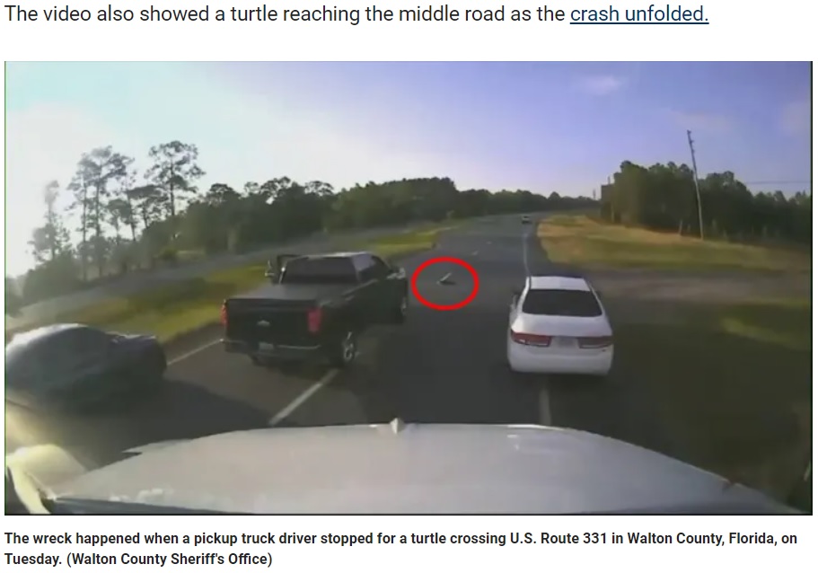 道路を横断する1匹のカメに気づいたピックアップトラックの運転手。カメのために停止するも、後続車が玉突き事故を起こしてしまう（画像は『Fox News　2023年5月17日付「Florida driver stops for turtle crossing busy highway, causes multi-vehicle crash: video」（Walton County Sheriff’s Office）』のスクリーンショット）