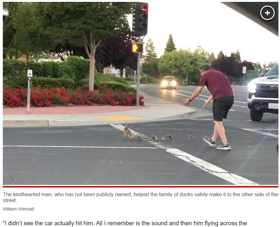 交通量の多い道路でカモの親子が道路を横断しようとしている様子を見た親切な男性。車を降り、周囲の車を止めてカモの親子を誘導し始めた（画像は『New York Post　2023年5月22日付「Calif. man killed while helping ducks cross road ― moments after being cheered by onlookers」（William Wimsatt）』のスクリーンショット）