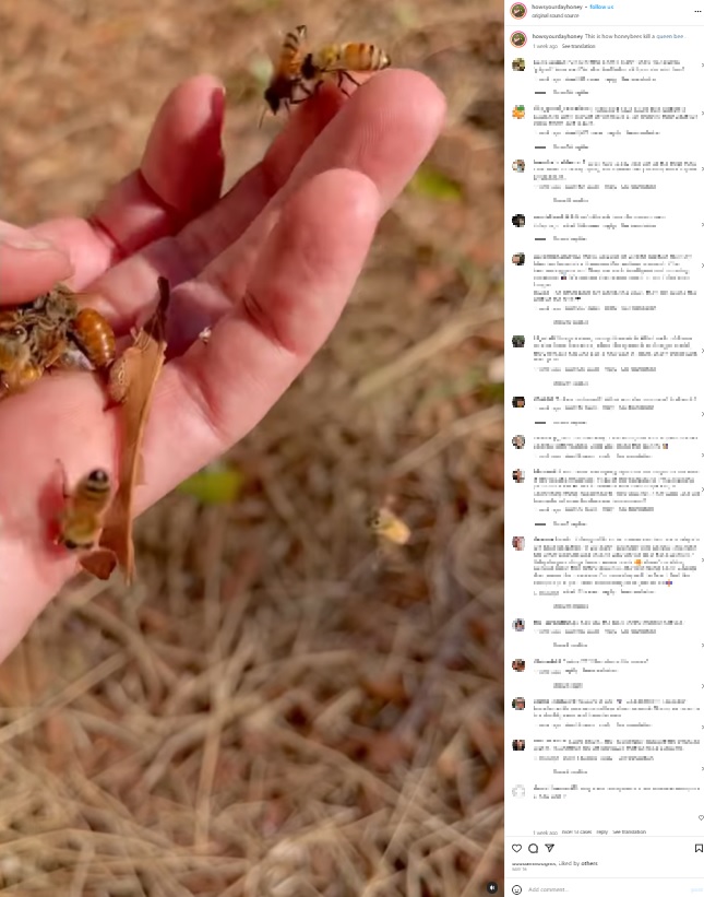 エリーシャさんは掌の上に蜂球を載せ、女王蜂に群がるミツバチに指で優しく触れながら塊を崩していった。大きめの個体が女王蜂で、悲鳴をあげていたという（画像は『Elisha Bixler Lover of Bees　2023年5月16日付Instagram「This is how honeybees kill a queen bee.」』のスクリーンショット）