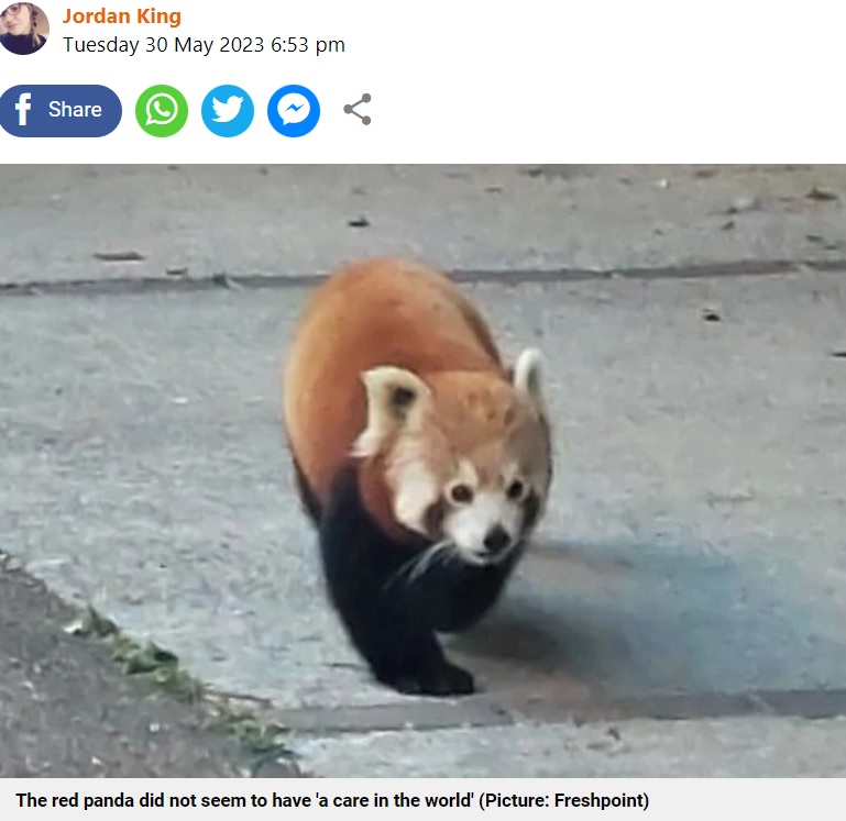 英コーンウォールにある「ニューキー動物園」から逃げ出したメスのレッサーパンダ。生後11か月で、青果卸売業者の機転で無事保護された（画像は『Metro　2023年5月30日付「Red panda escapes Newquay Zoo to go on a trip to the fruit market」（Picture: Freshpoint）』のスクリーンショット）