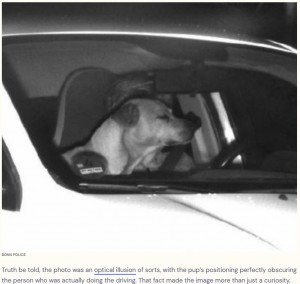 オービスが撮影した写真には、運転席に座っているように見える犬の姿が写っていた。オービスがシャッターを切る瞬間に、運転する飼い主の方へ飛び出した結果のようだった（画像は『The Dodo　2023年4月30日付「Traffic Cam Catches Speeding Car With Someone Unexpected Behind The Wheel」（BONN POLICE）』のスクリーンショット）