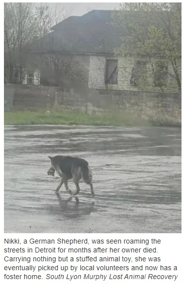 冷たい雨が降る中、ぬいぐるみを咥えて街中を徘徊する犬。飼い主が亡くなってしまい、誰にも引き取ってもらえず、数か月も路上生活を送っていた（画像は『USA TODAY　2023年5月17日付「This dog wandered the streets of Detroit after her owner died. She now has a foster home.」（South Lyon Murphy Lost Animal Recovery）』のスクリーンショット）