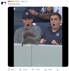 突然目の前に現れたリスに、観客らは様々な反応を見せた。動画がスローモーションだったことも加わり、オーバーなリアクションがネット上を笑いの渦に巻き込んだ（画像は『MLB　2023年5月23日付Twitter「That was nuts!」』のスクリーンショット）